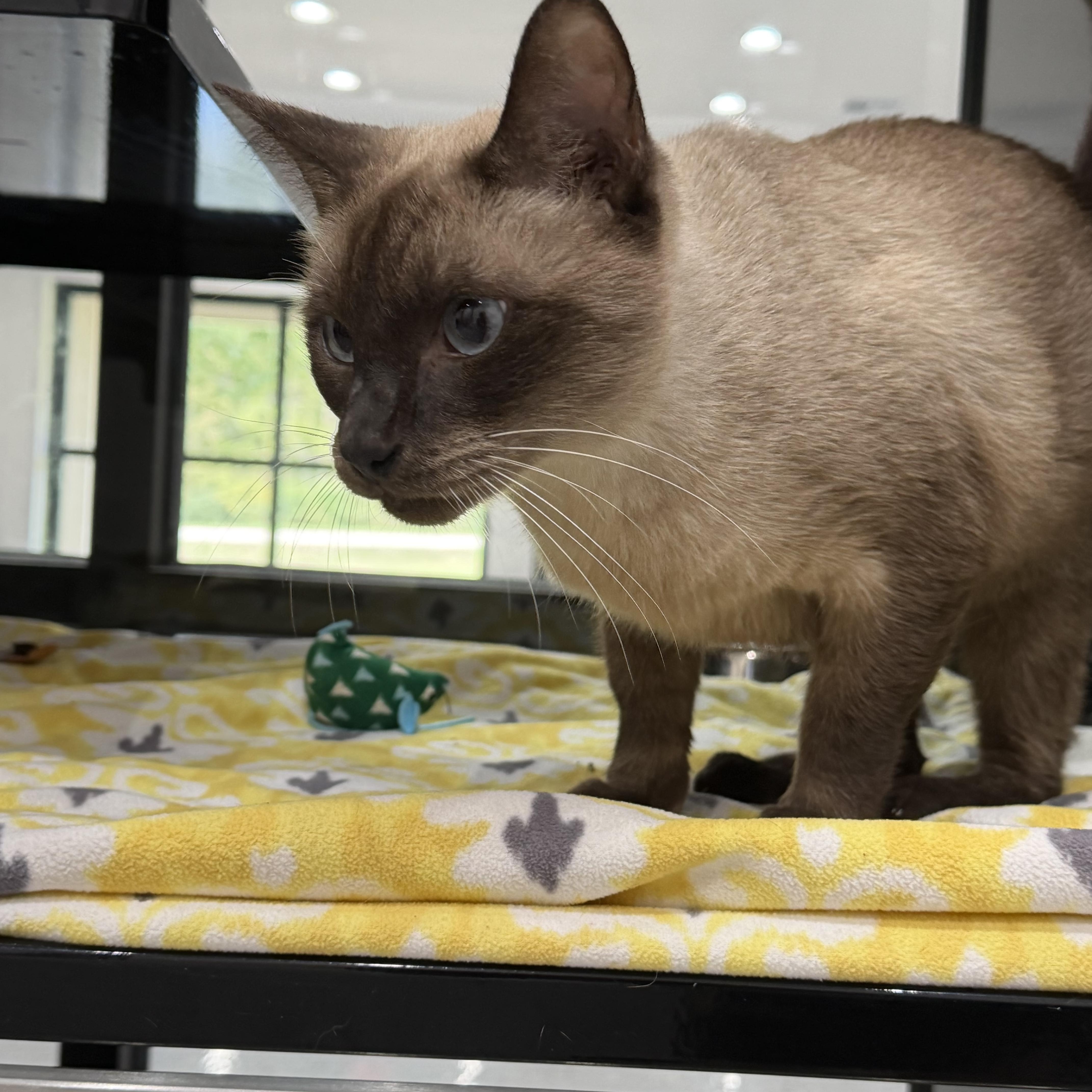 Enlarge Lucas, a Adoptable Siamese in Sherman, TX image 2/3