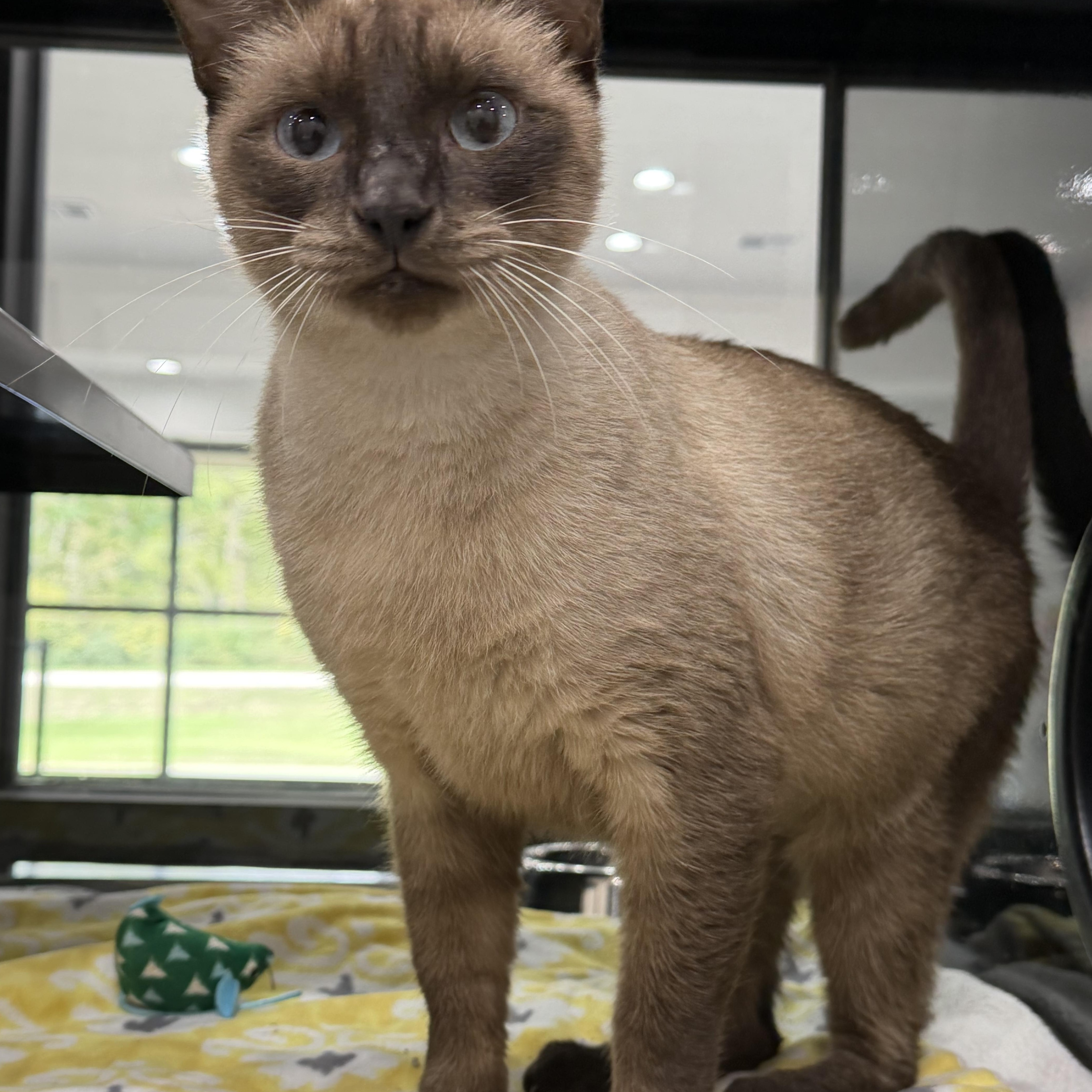 Lucas, Adoptable, Adult Male Siamese.