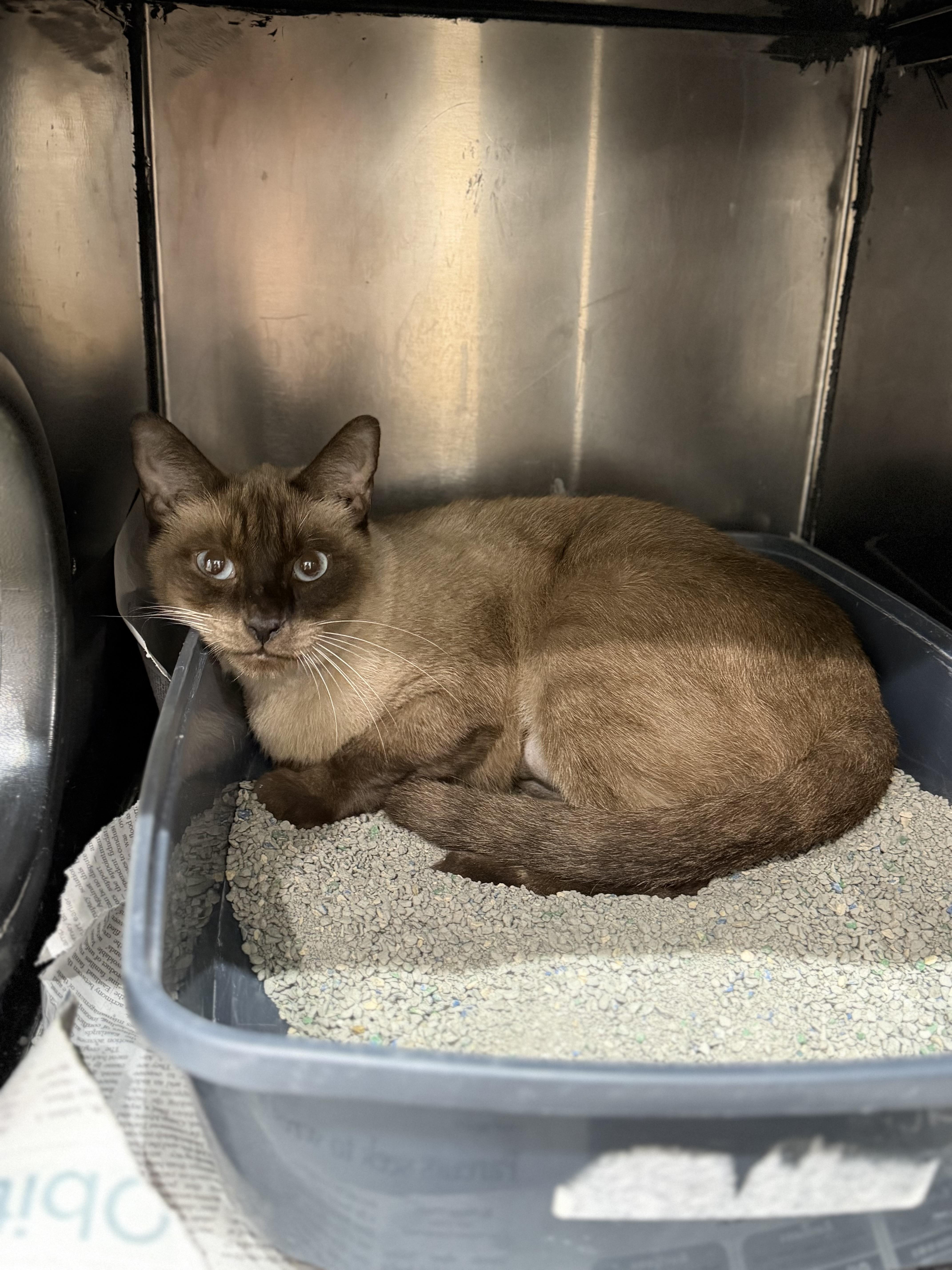 Enlarge Lucas, a Adoptable Siamese in Sherman, TX image 3/3