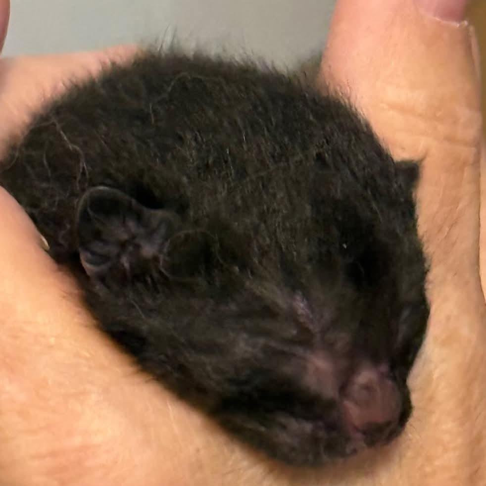 Enlarge Dora, a Adoptable Domestic Short Hair in Woodstock, ON image 1/4