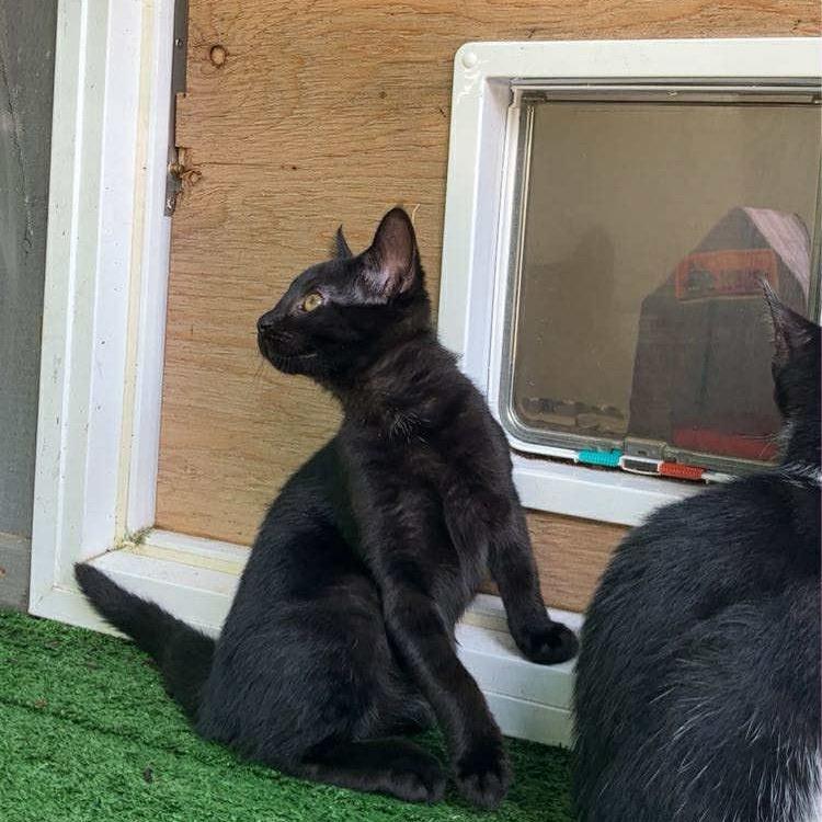 Enlarge Dora, a Adoptable Domestic Short Hair in Woodstock, ON image 2/4