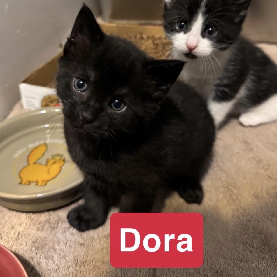 Enlarge Dora, a Adoptable Domestic Short Hair in Woodstock, ON image 3/4