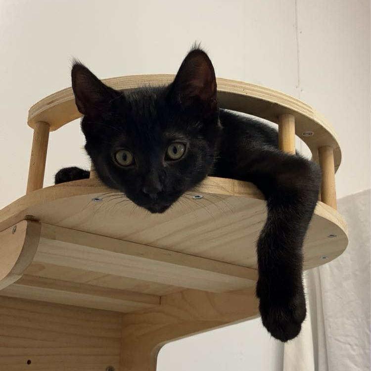 Enlarge Dora, a Adoptable Domestic Short Hair in Woodstock, ON image 4/4