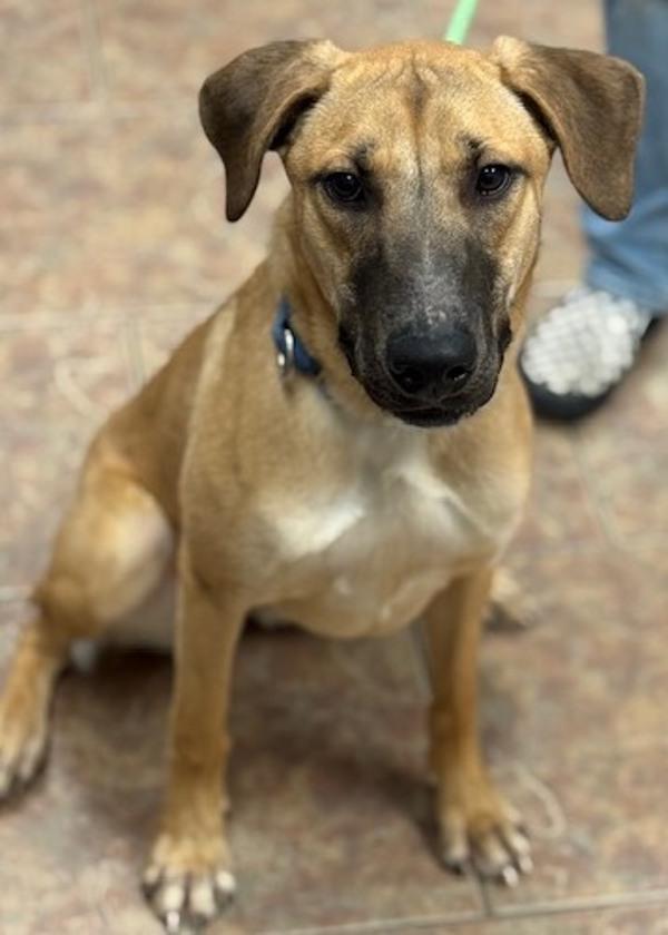 Enlarge Willow, a Adoptable mixed breed in Littleton, CO image 1/1