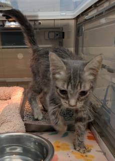 Eclair, adopted, Kitten Female Domestic Short Hair.