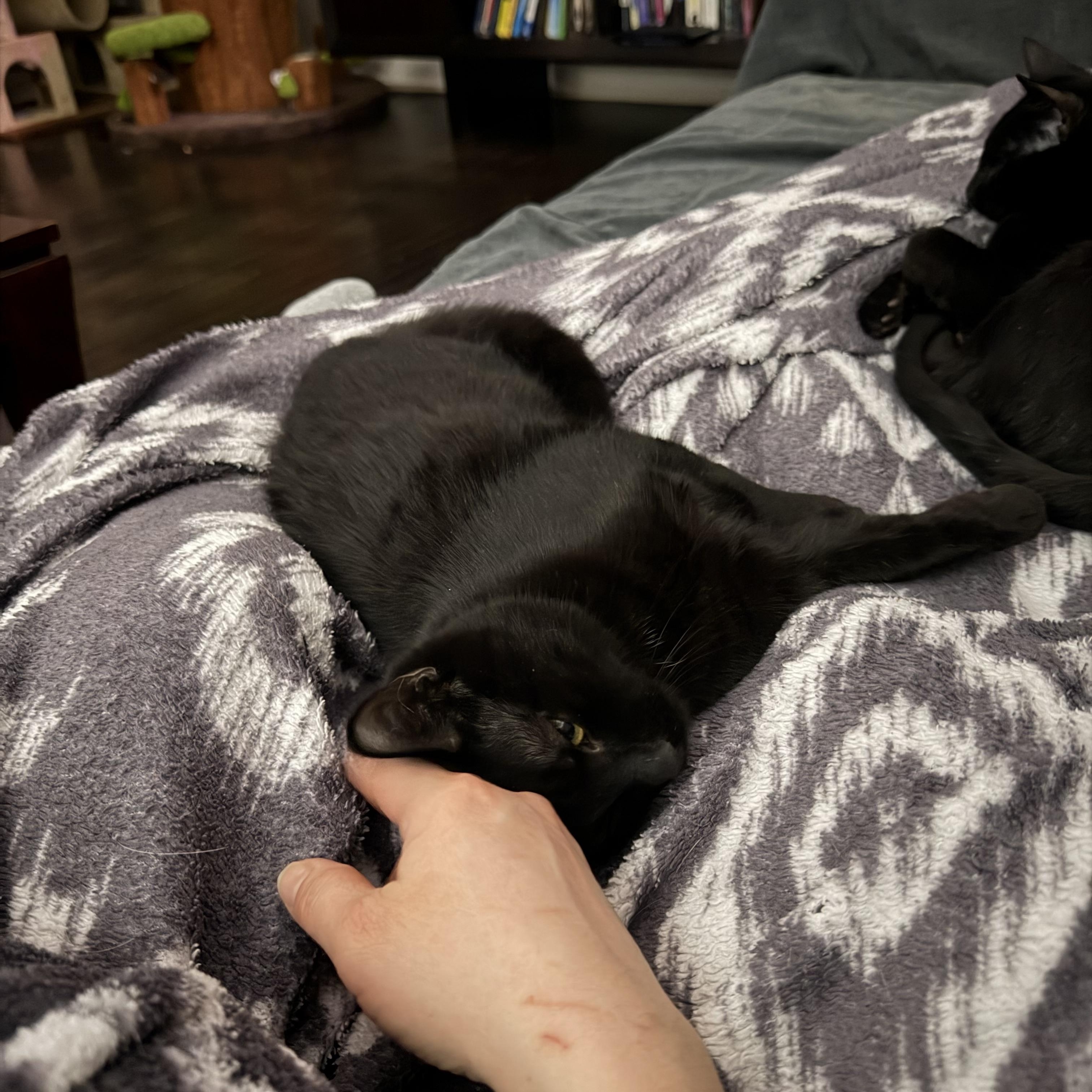 Enlarge Peanut & Walnut, a Adoptable Domestic Short Hair in LAKE HOPATCONG, NJ image 5/5