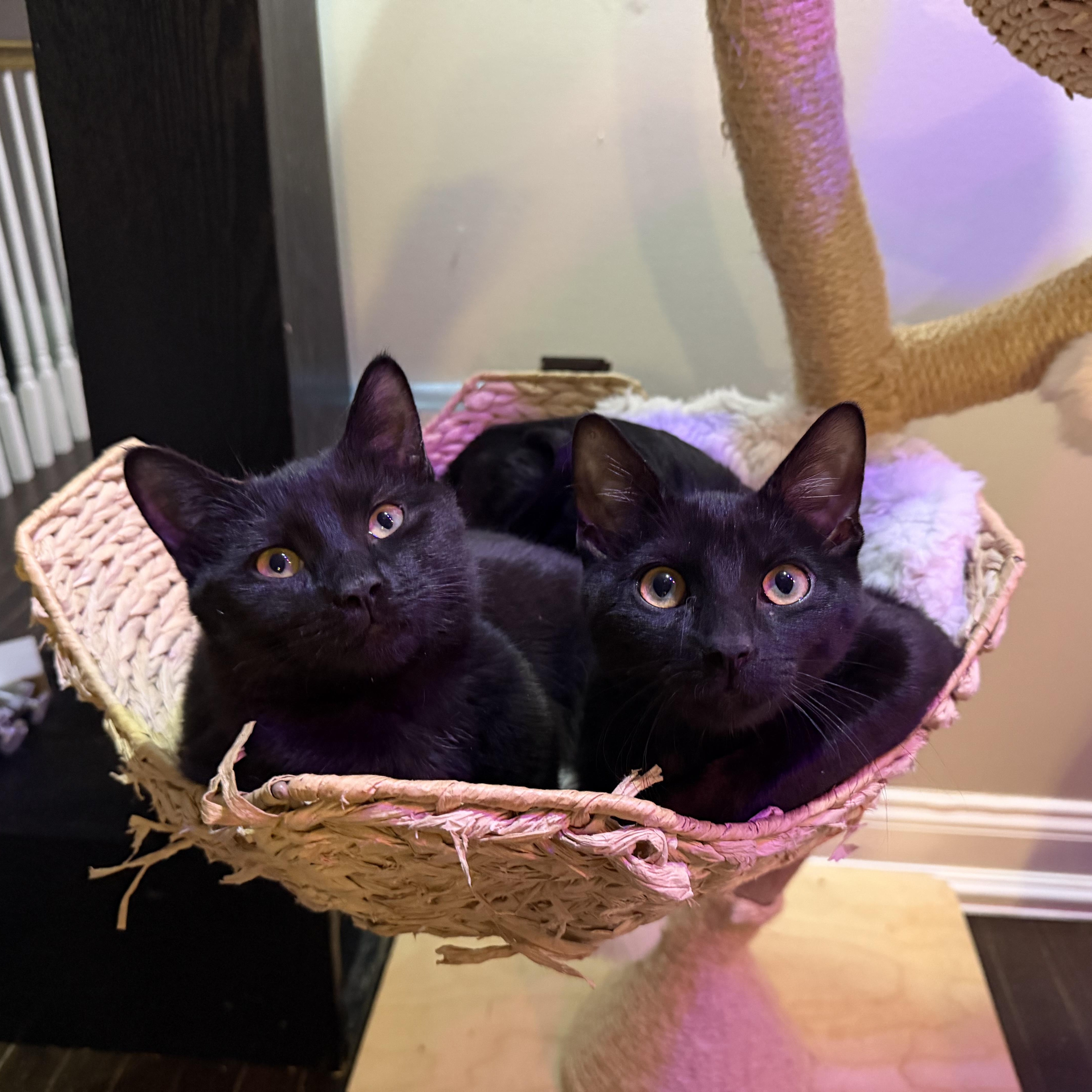 Peanut & Walnut, Adoptable, Young Male Domestic Short Hair.