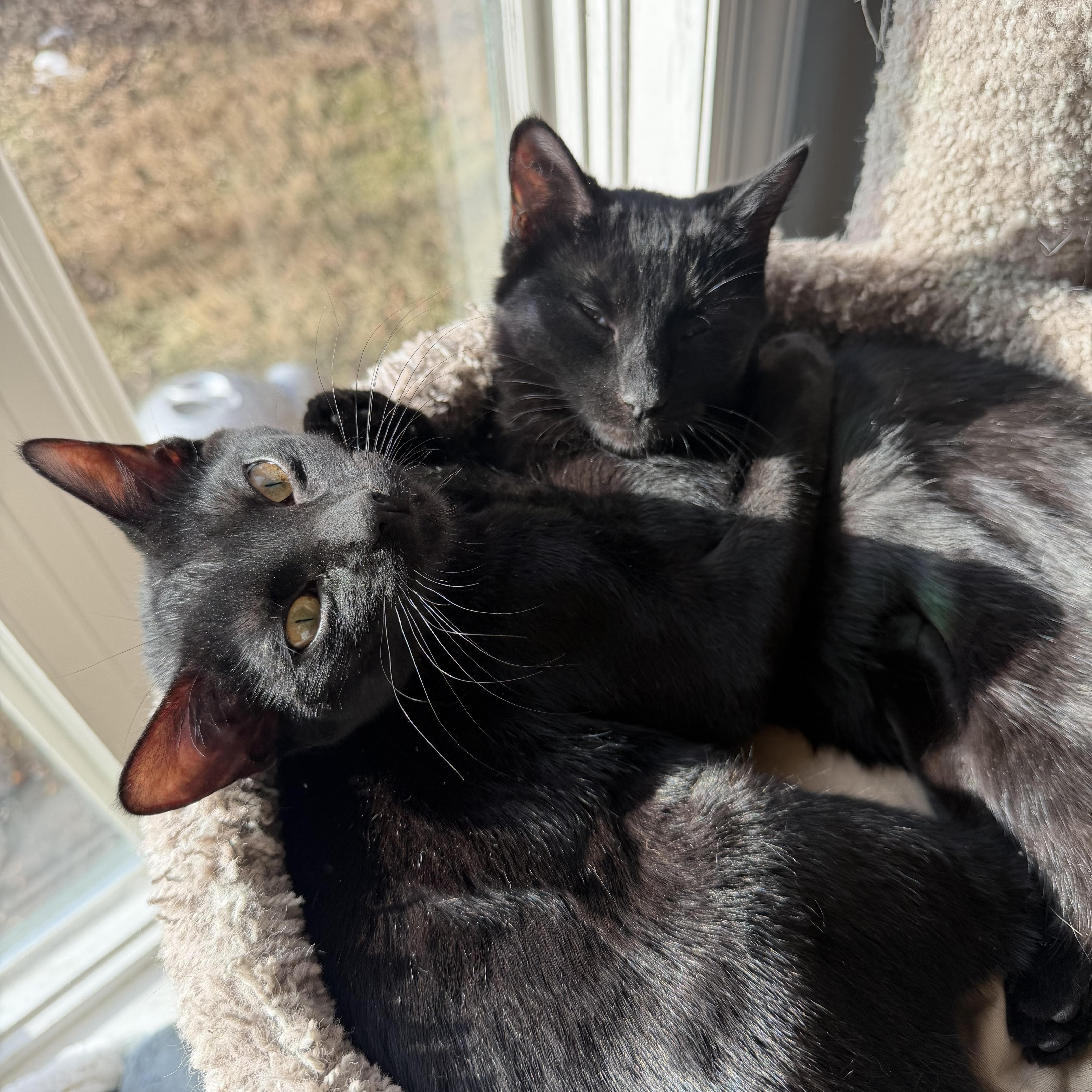 Enlarge Peanut & Walnut, a Adoptable Domestic Short Hair in LAKE HOPATCONG, NJ image 2/5