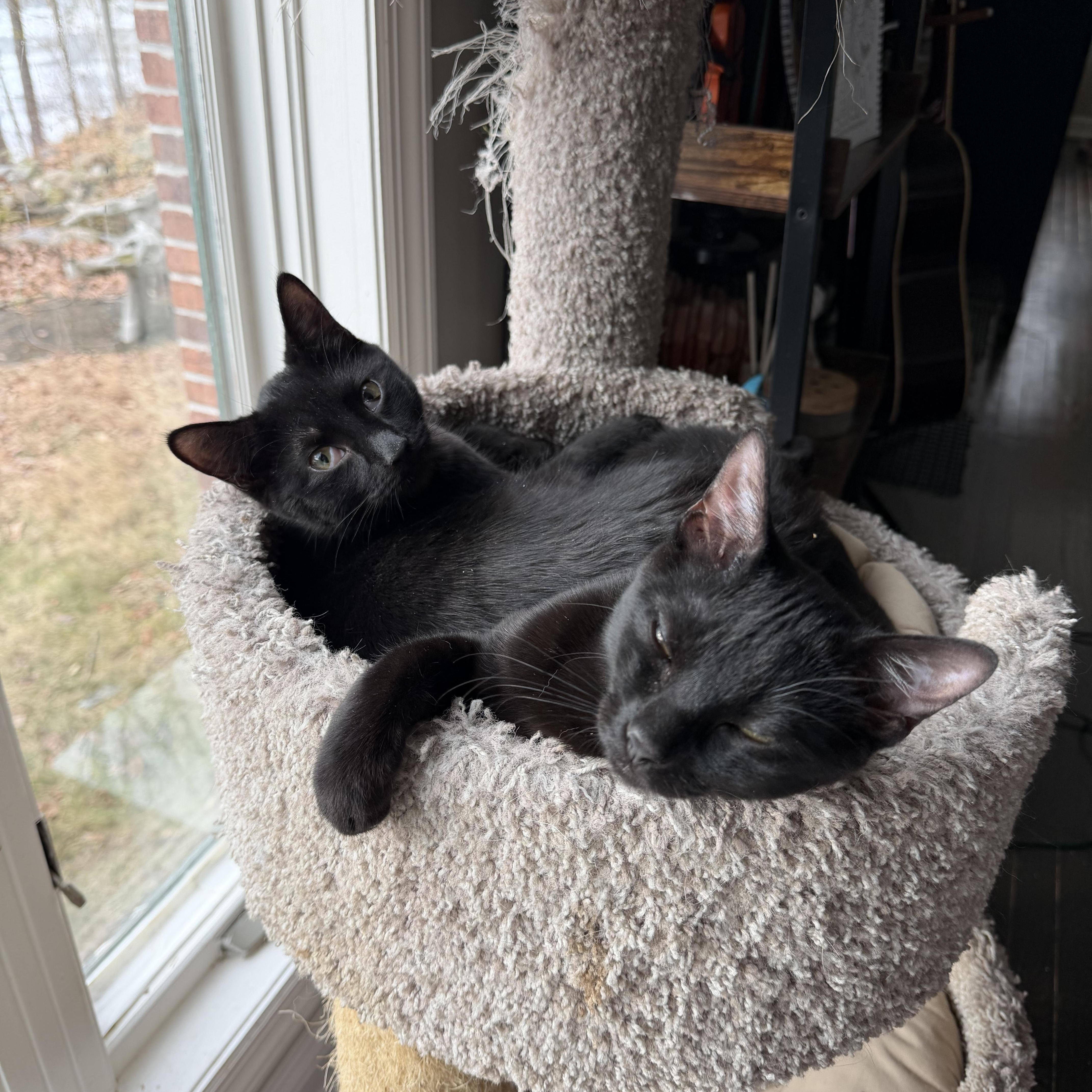 Enlarge Peanut & Walnut, a Adoptable Domestic Short Hair in LAKE HOPATCONG, NJ image 3/5