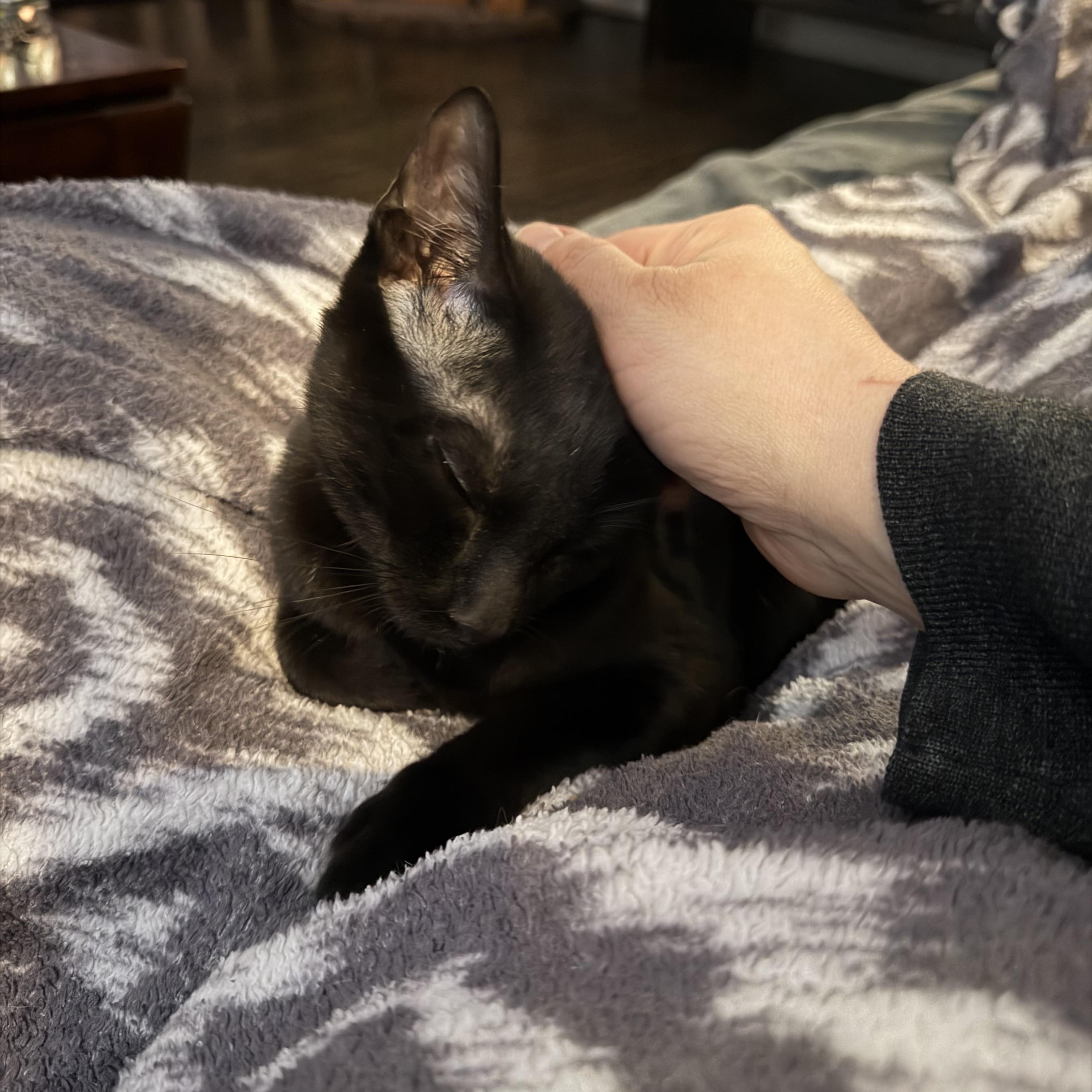 Enlarge Peanut & Walnut, a Adoptable Domestic Short Hair in LAKE HOPATCONG, NJ image 4/5