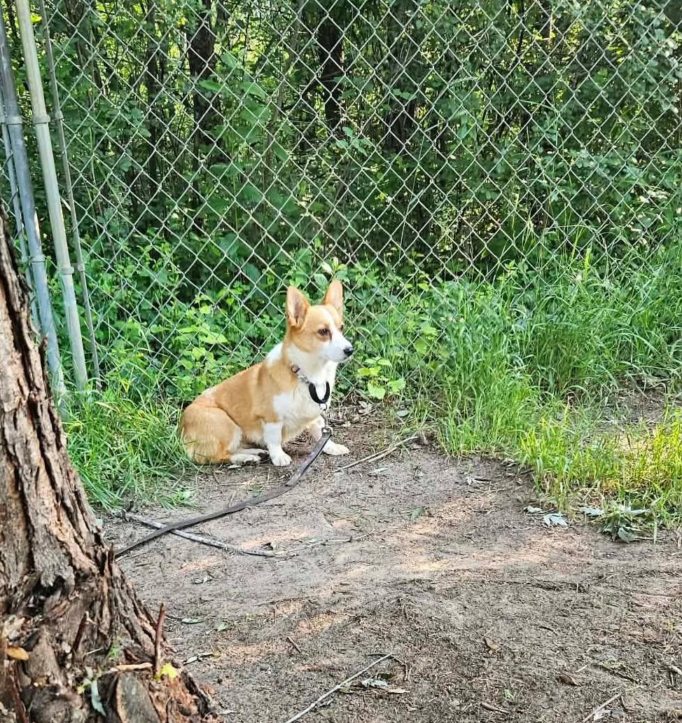 Skyla-I26028, a ADOPTABLE Pembroke Welsh Corgi in Anoka, MN image 4/6