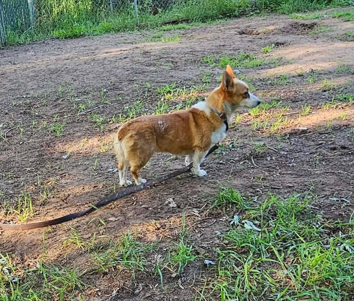 Skyla-I26028, a ADOPTABLE Pembroke Welsh Corgi in Anoka, MN image 3/6