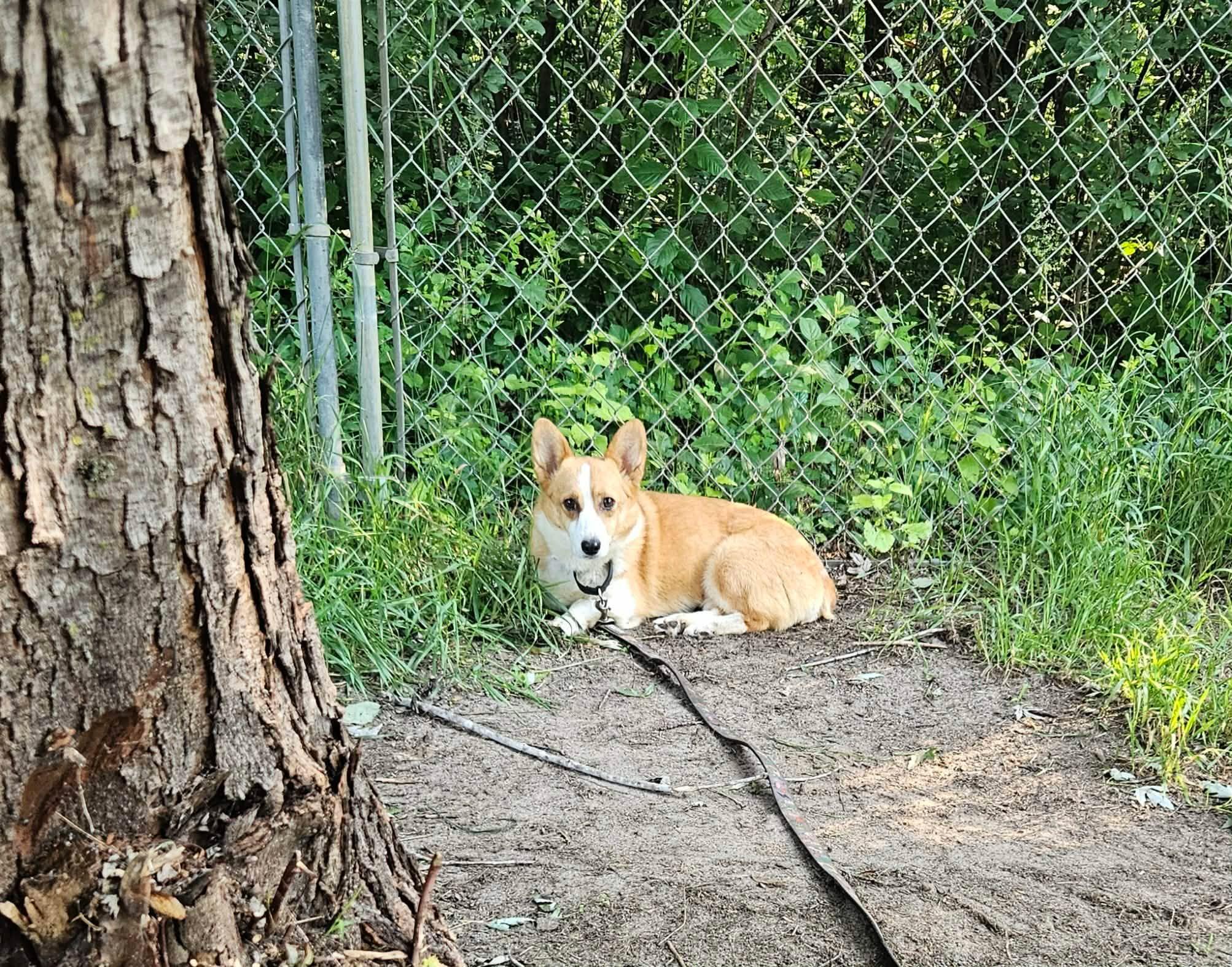 Skyla-I26028, a ADOPTABLE Pembroke Welsh Corgi in Anoka, MN image 2/6