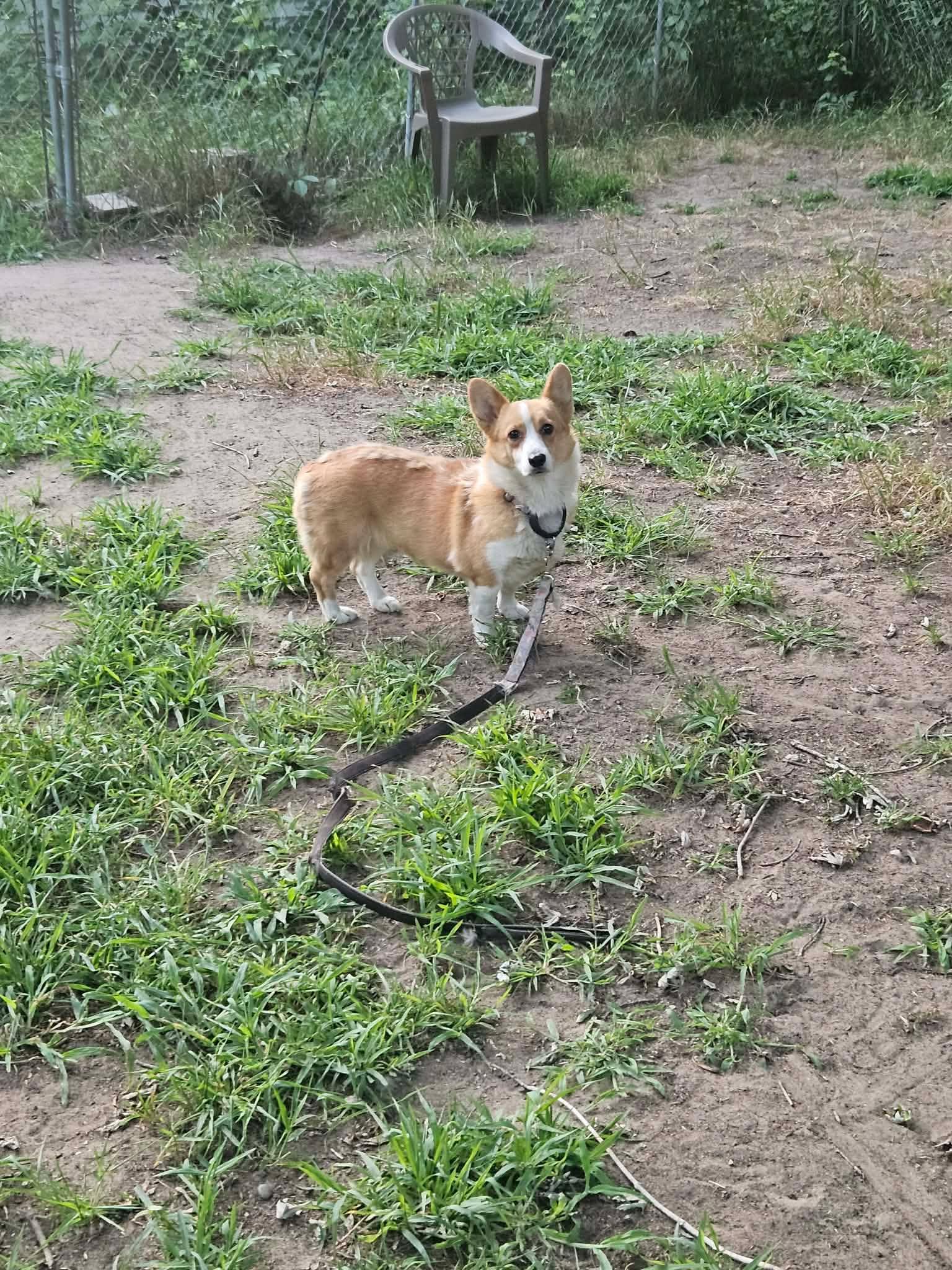 Skyla-I26028, a ADOPTABLE Pembroke Welsh Corgi in Anoka, MN image 5/6