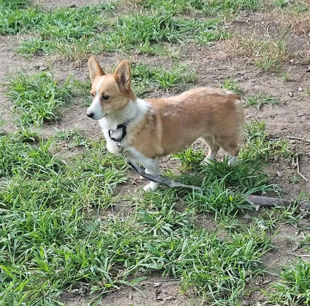 Skyla-I26028, a ADOPTABLE Pembroke Welsh Corgi in Anoka, MN image 6/6