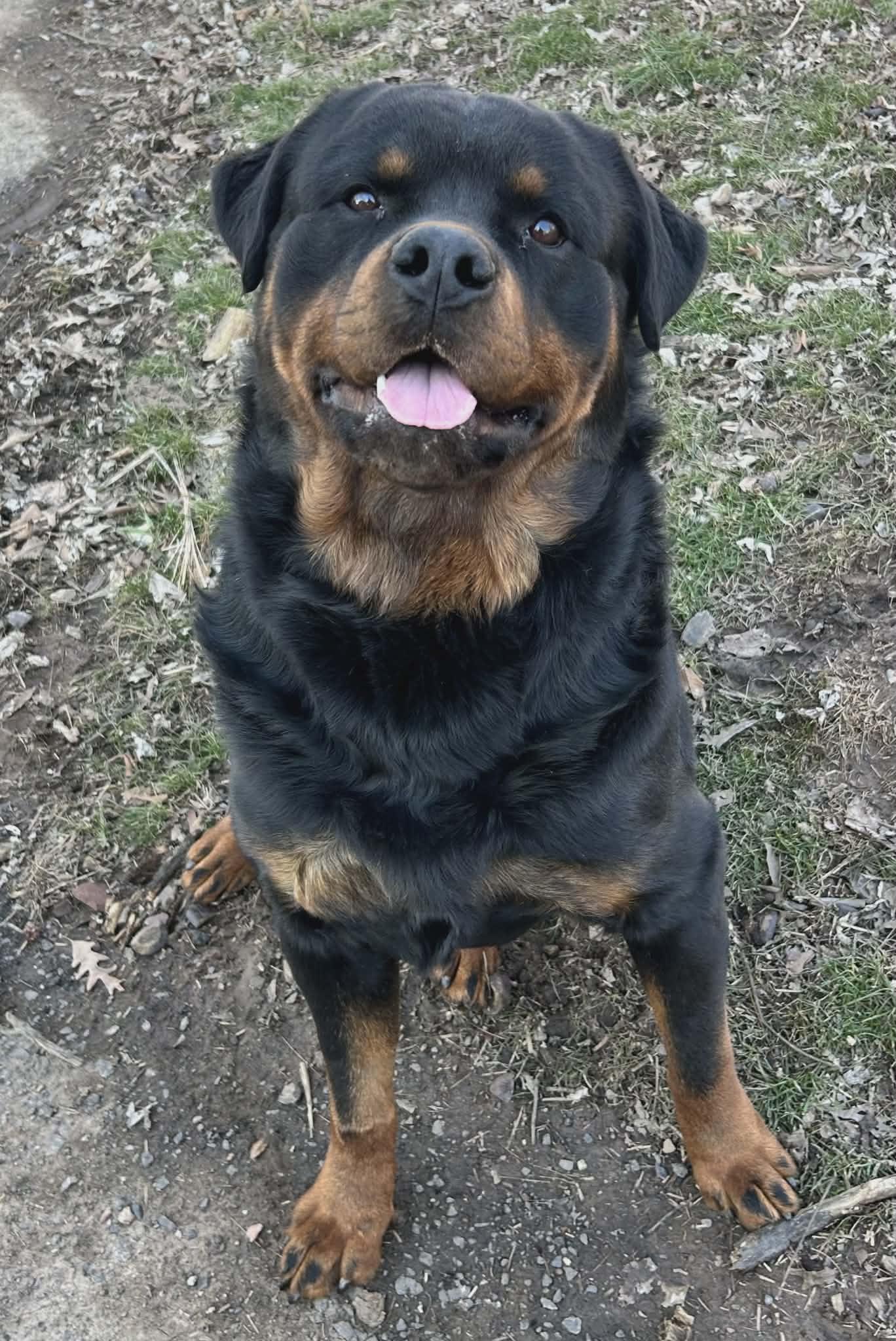 Enlarge Rocky, a ADOPTABLE Rottweiler in Perkasie, PA image 1/5