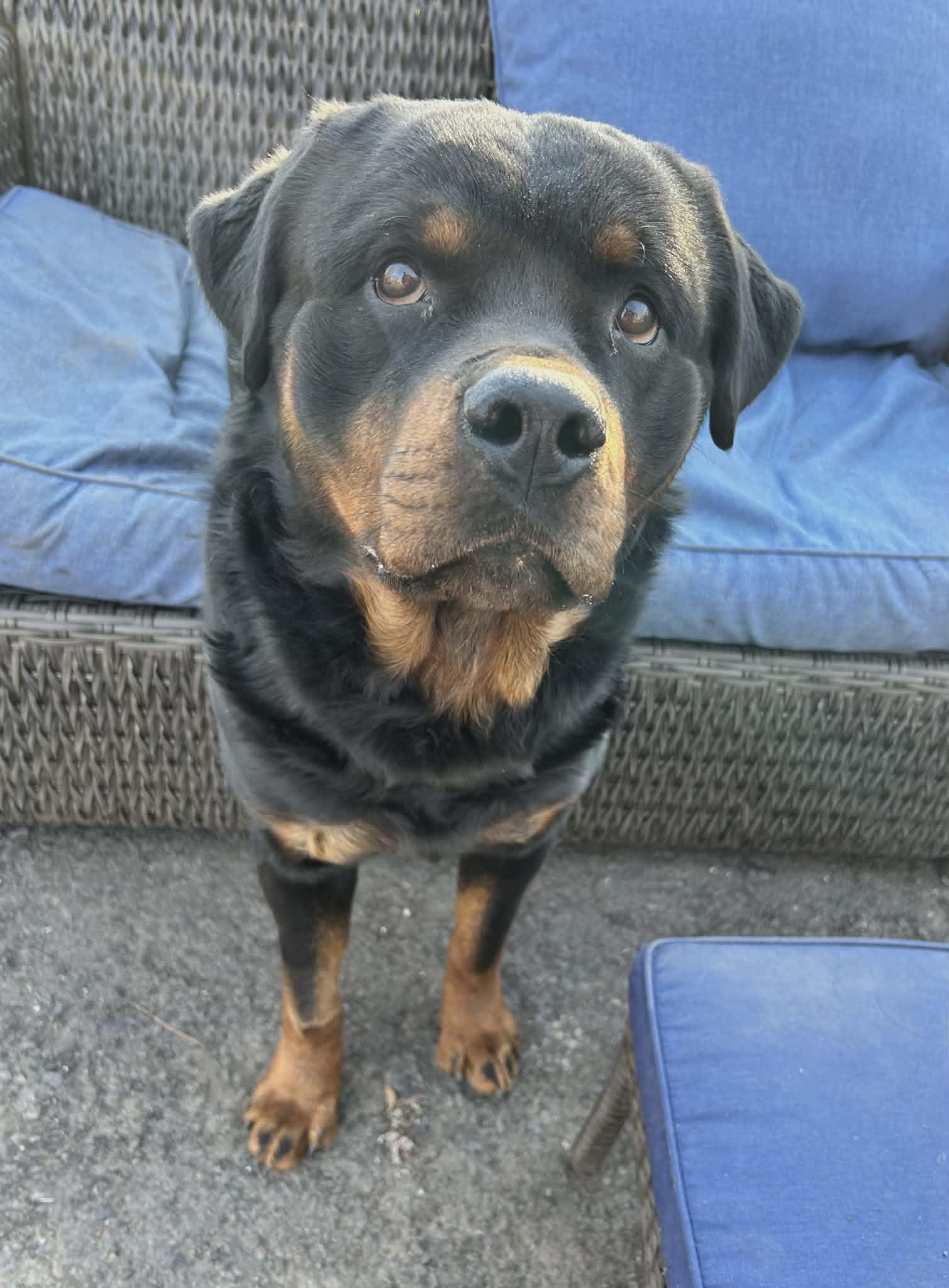 Enlarge Rocky, a ADOPTABLE Rottweiler in Perkasie, PA image 4/5