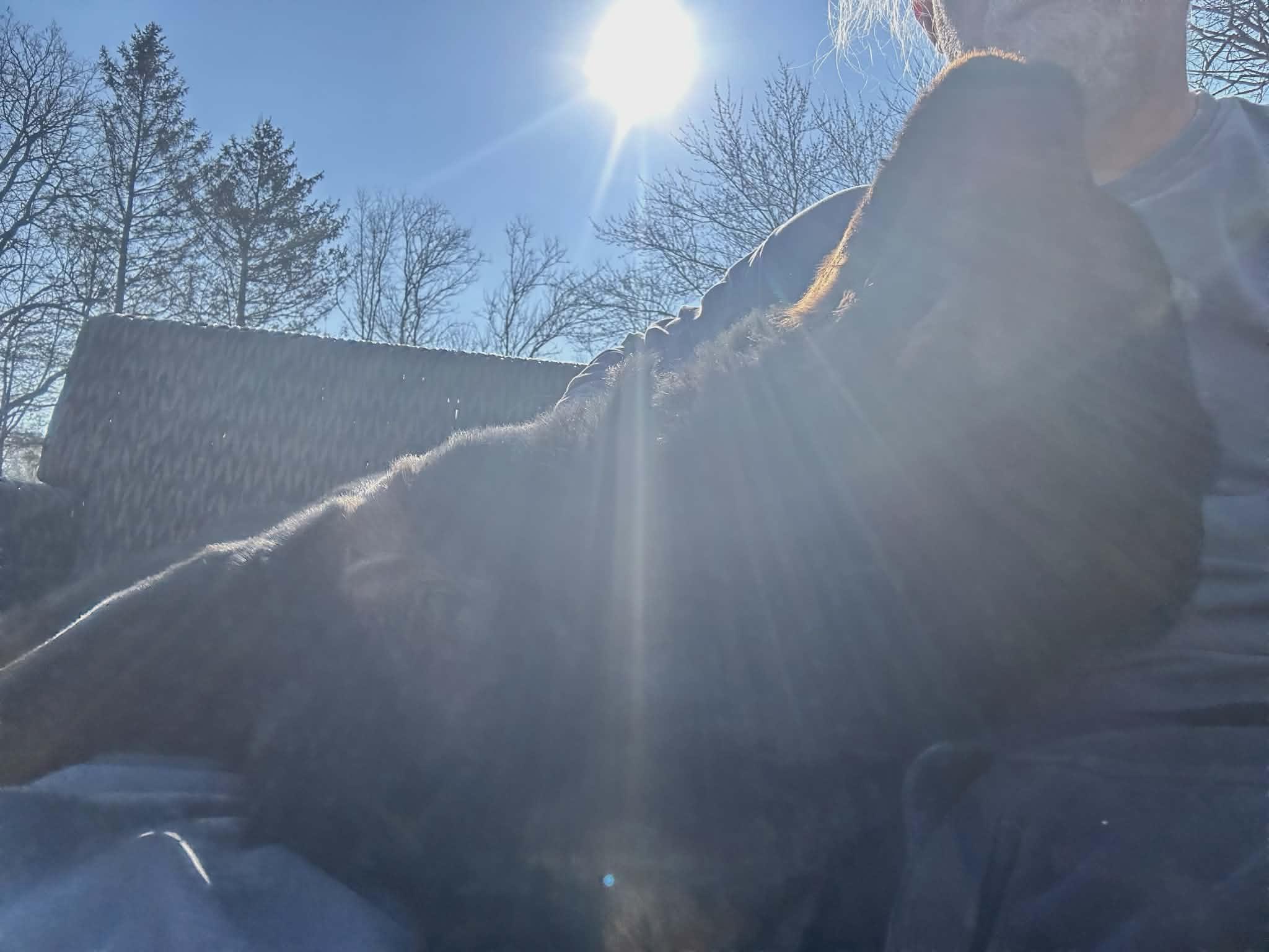 Enlarge Rocky, a ADOPTABLE Rottweiler in Perkasie, PA image 5/5