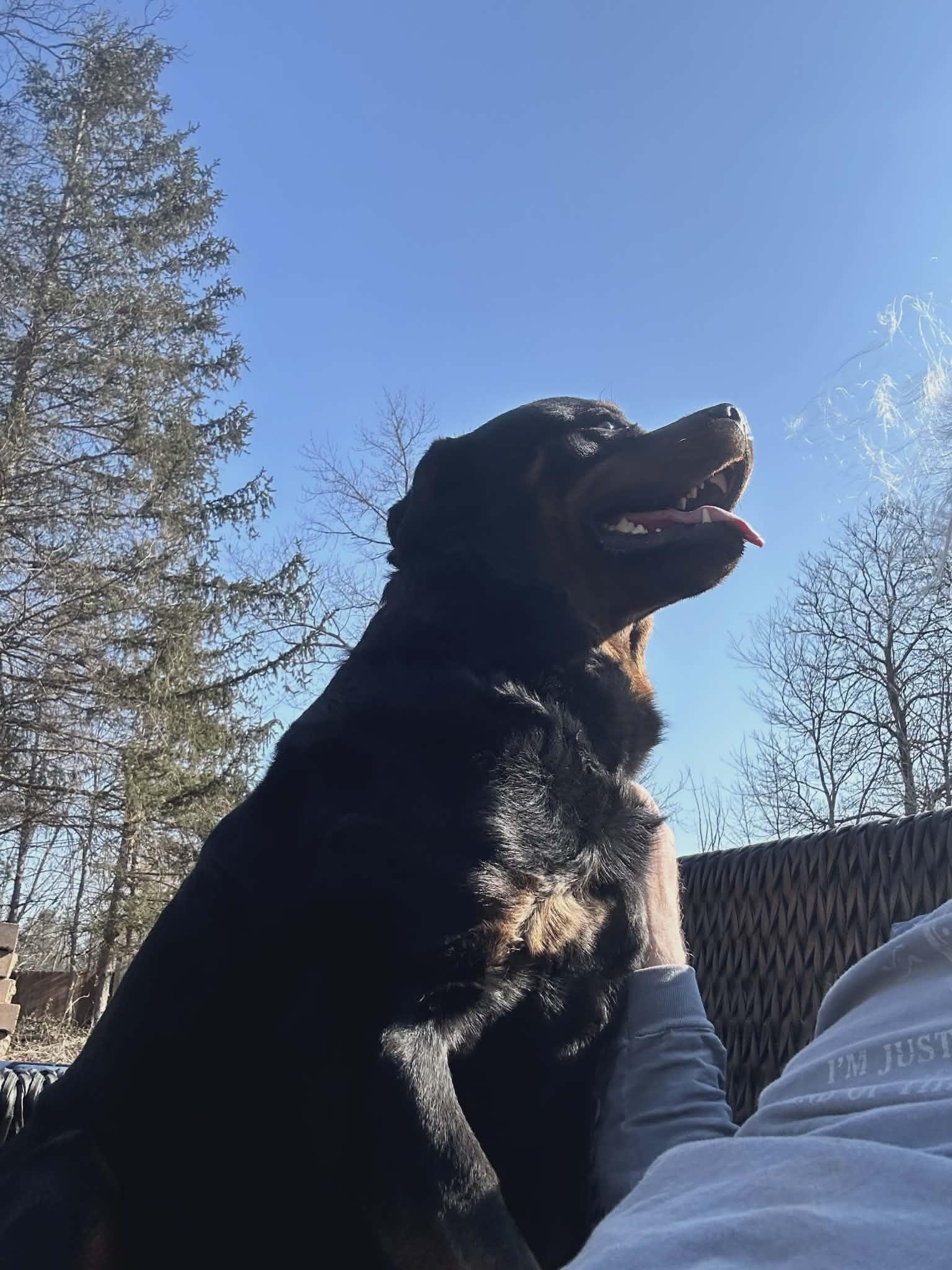 Enlarge Rocky, a ADOPTABLE Rottweiler in Perkasie, PA image 3/5