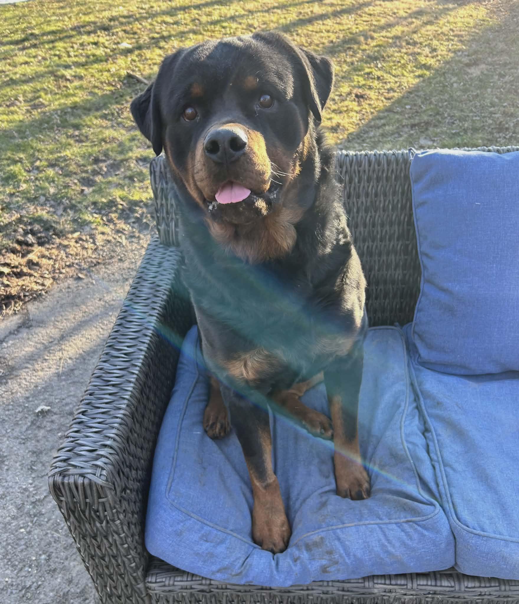 Enlarge Rocky, a ADOPTABLE Rottweiler in Perkasie, PA image 2/5