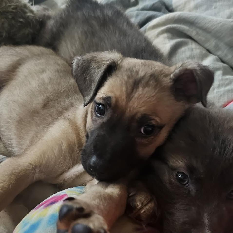 Neyland, Adoptable, Puppy Female Shepherd.