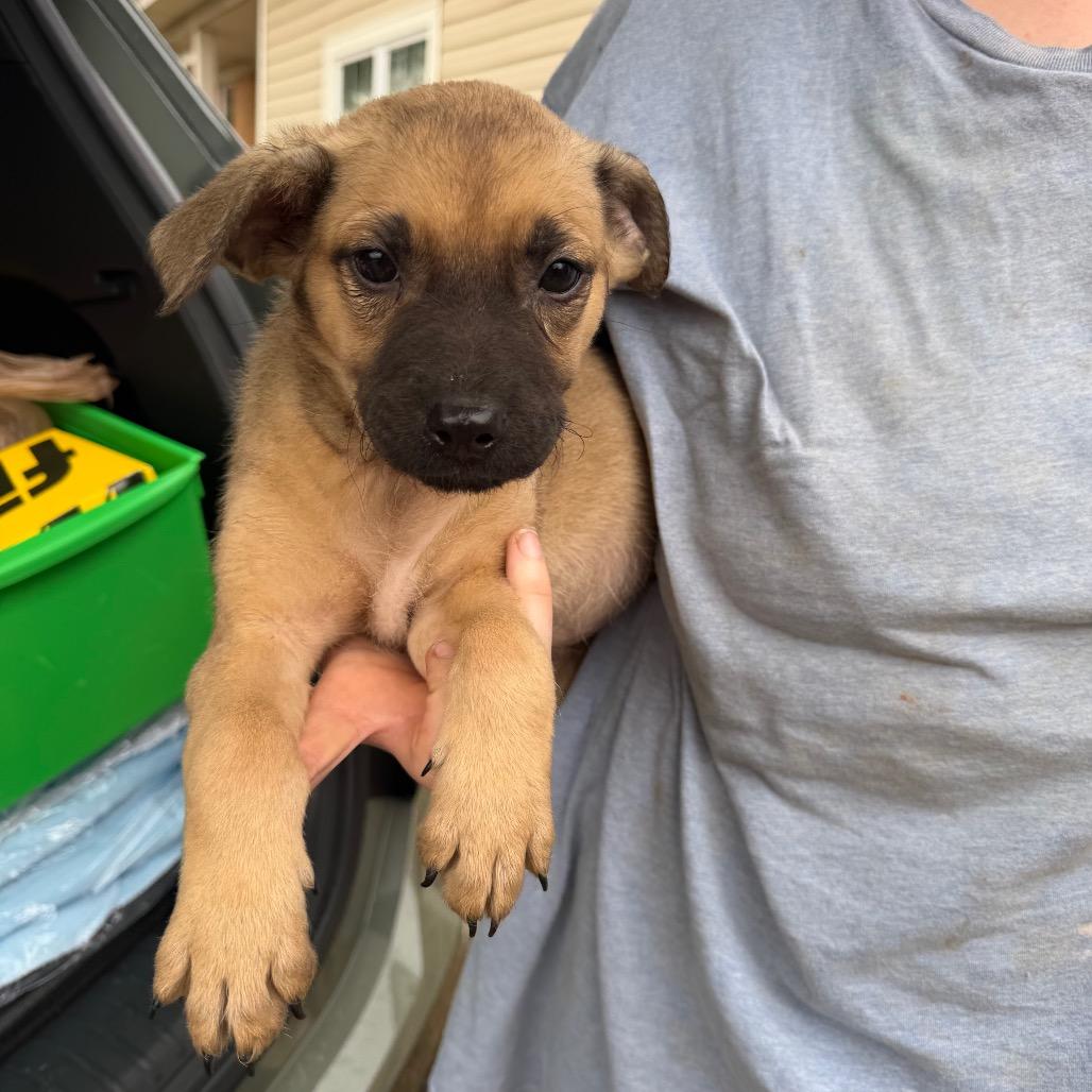 Enlarge Neyland, a Adoptable Shepherd in Atoka, TN image 2/6