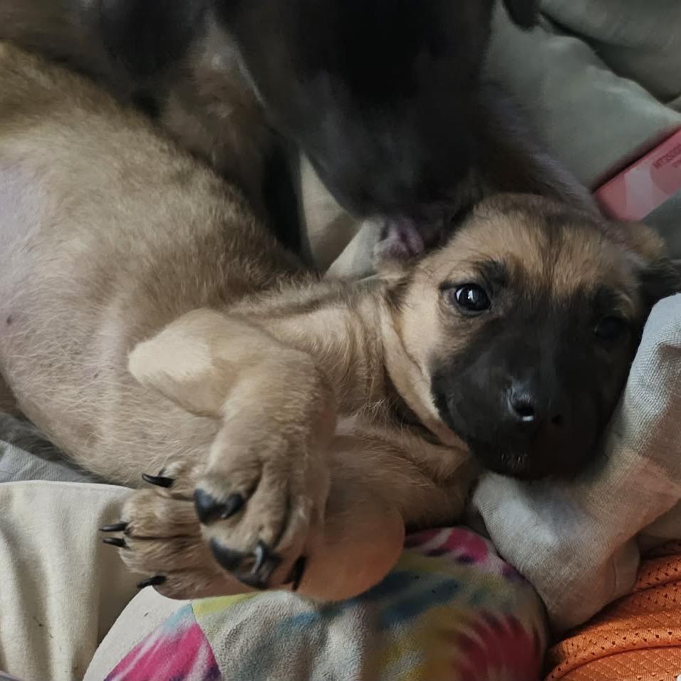 Enlarge Neyland, a Adoptable Shepherd in Atoka, TN image 3/6