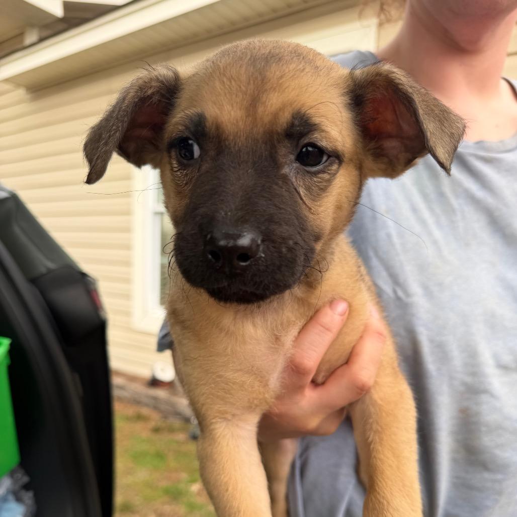 Enlarge Neyland, a Adoptable Shepherd in Atoka, TN image 4/6