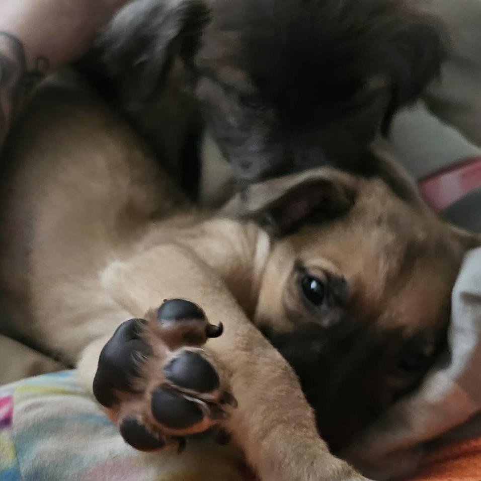Enlarge Neyland, a Adoptable Shepherd in Atoka, TN image 5/6