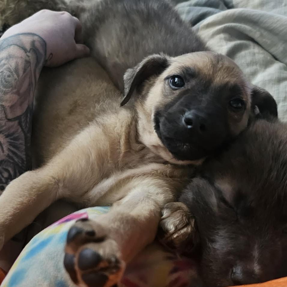 Enlarge Neyland, a Adoptable Shepherd in Atoka, TN image 6/6