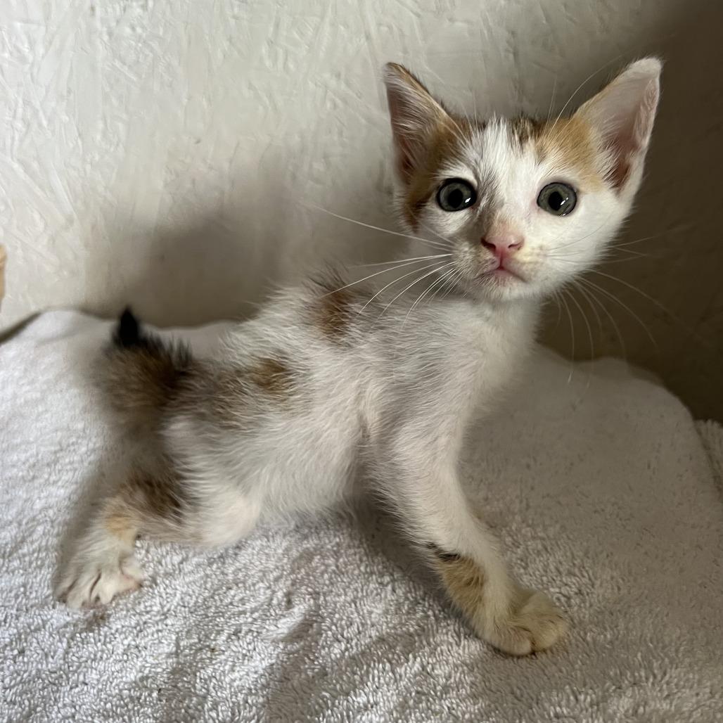 Egg Roll A26-173, Adoptable, Kitten Male Domestic Short Hair.