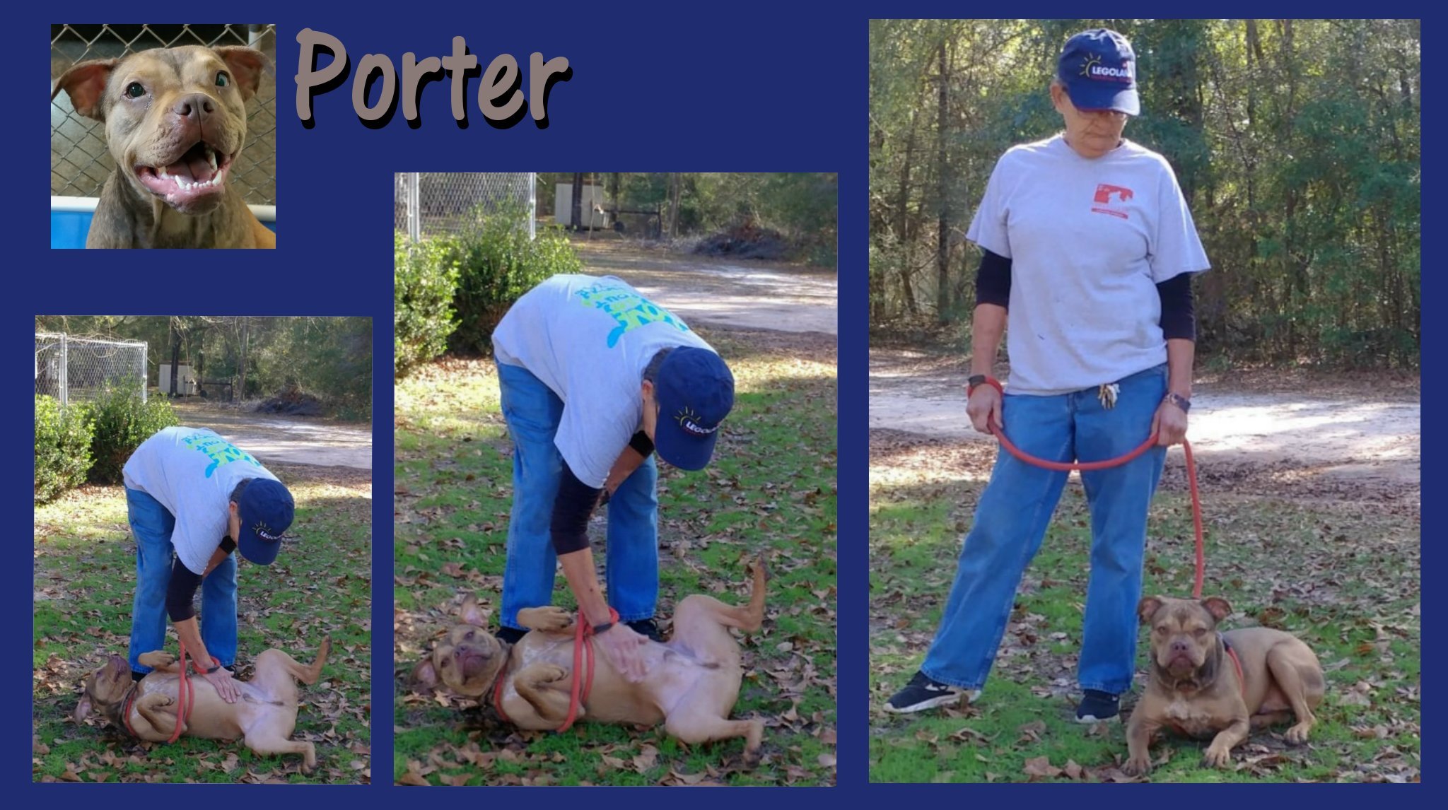 Porter, a Adoptable mixed breed in Ozark, AL image 1/12