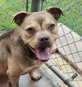 Porter, a Adoptable mixed breed in Ozark, AL image 2/12