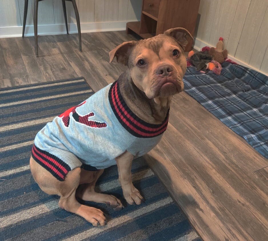 Porter, a Adoptable mixed breed in Ozark, AL image 3/12