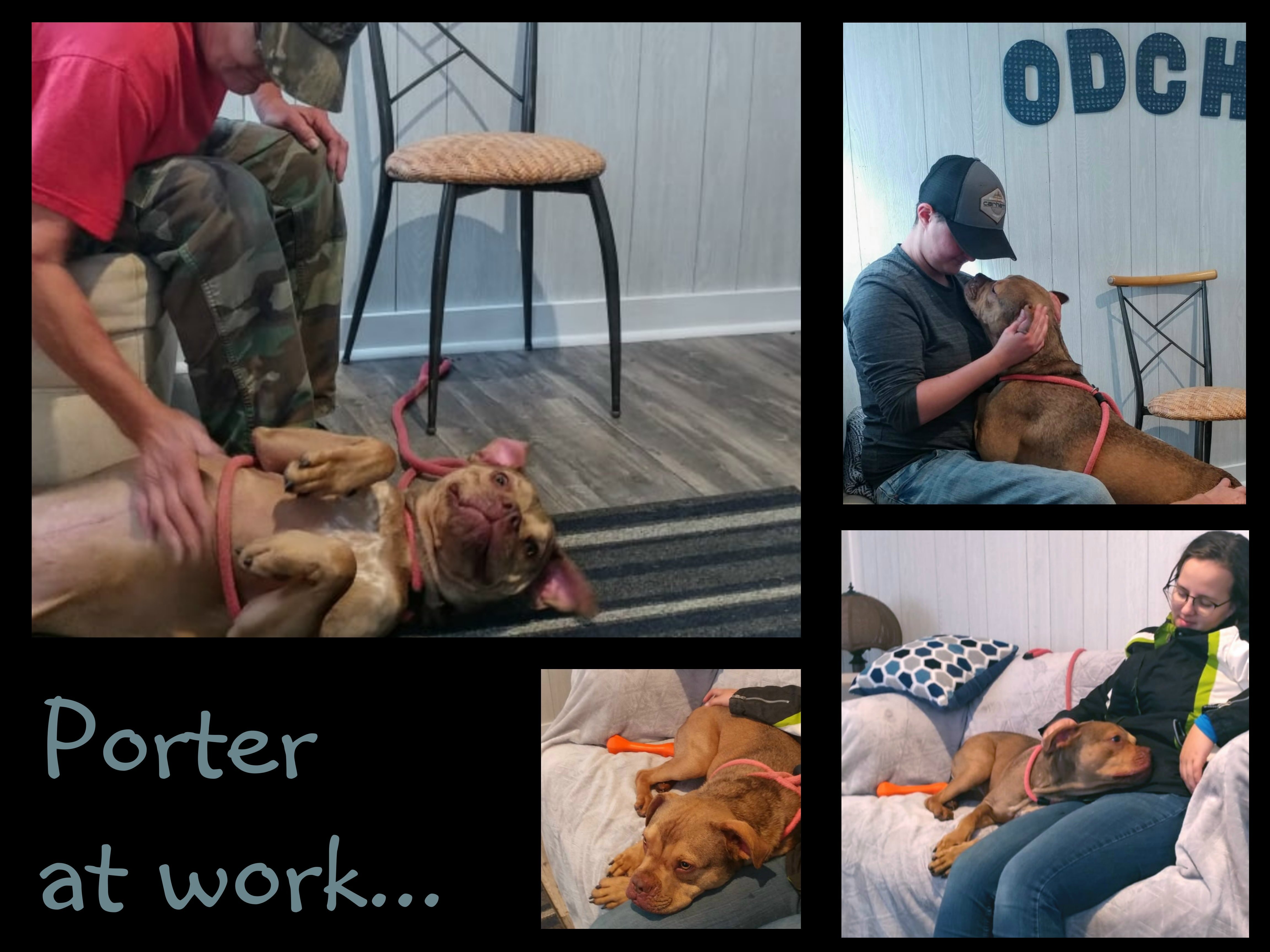 Porter, a Adoptable mixed breed in Ozark, AL image 4/12