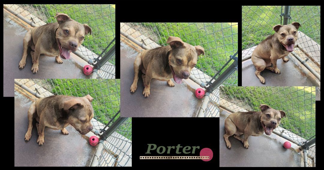 Porter, Adoptable, Young Male Boxer & Mixed Breed.