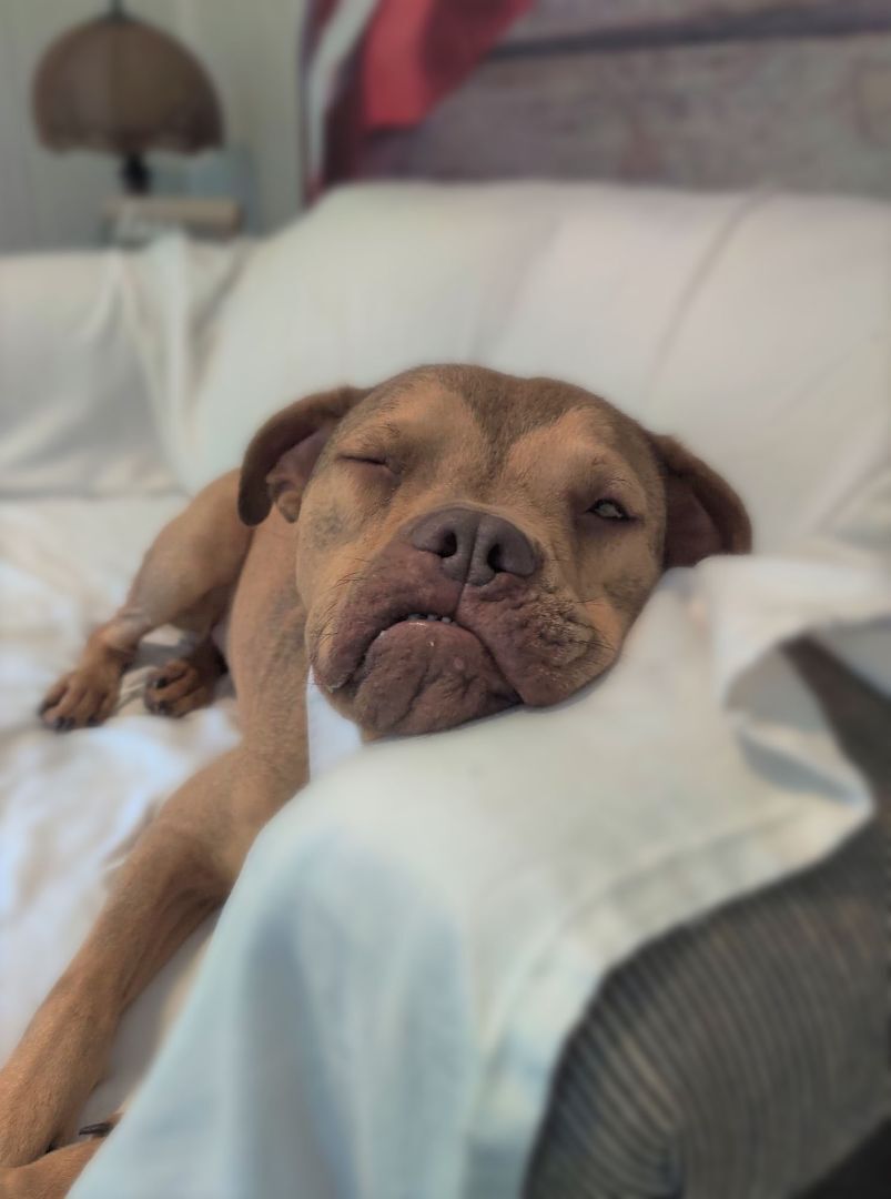 Porter, a Adoptable mixed breed in Ozark, AL image 6/12