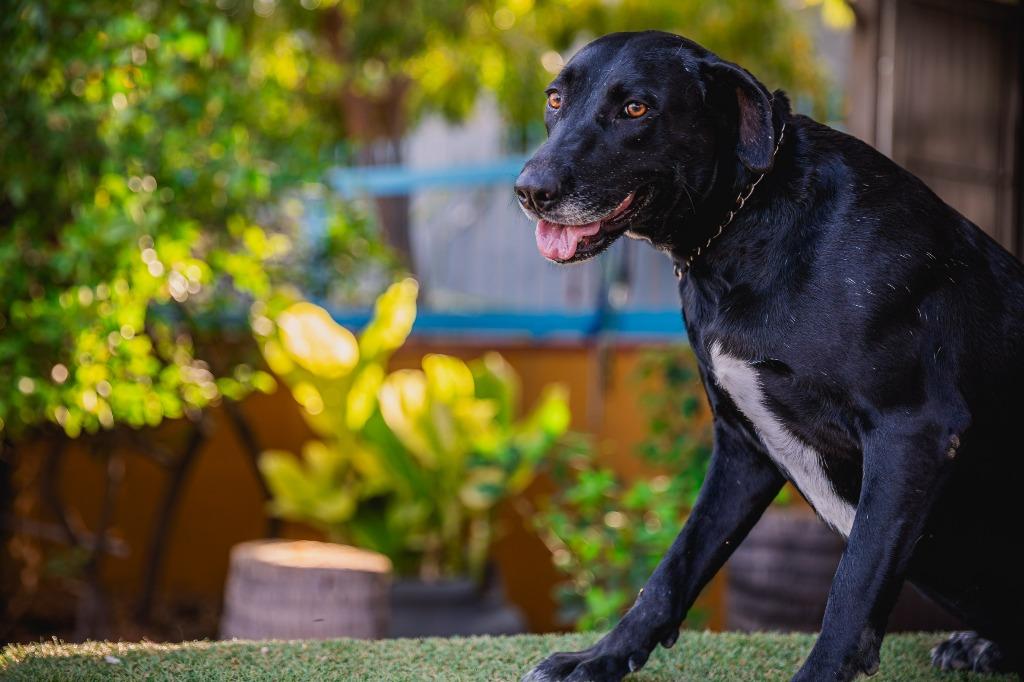 Clover, Adoptable, Adult Female Labrador Retriever & Chocolate Labrador Retriever.