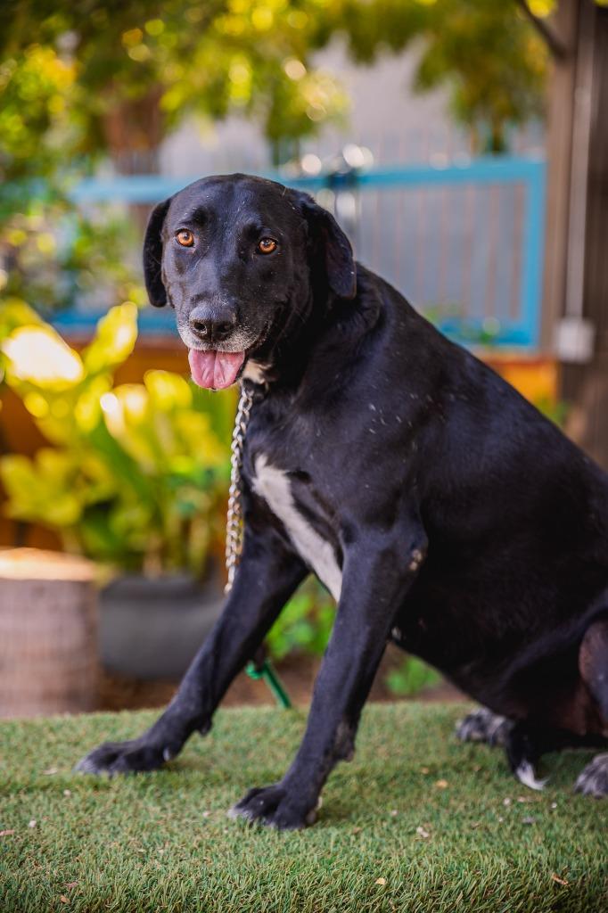 Clover, a Adoptable mixed breed in Anacortes, WA image 1/6