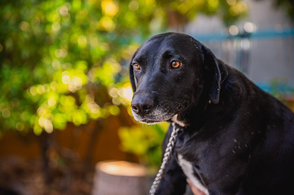 Enlarge Clover, a Adoptable mixed breed in Anacortes, WA image 3/6
