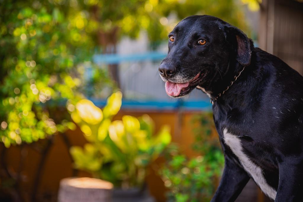 Enlarge Clover, a Adoptable mixed breed in Anacortes, WA image 4/6