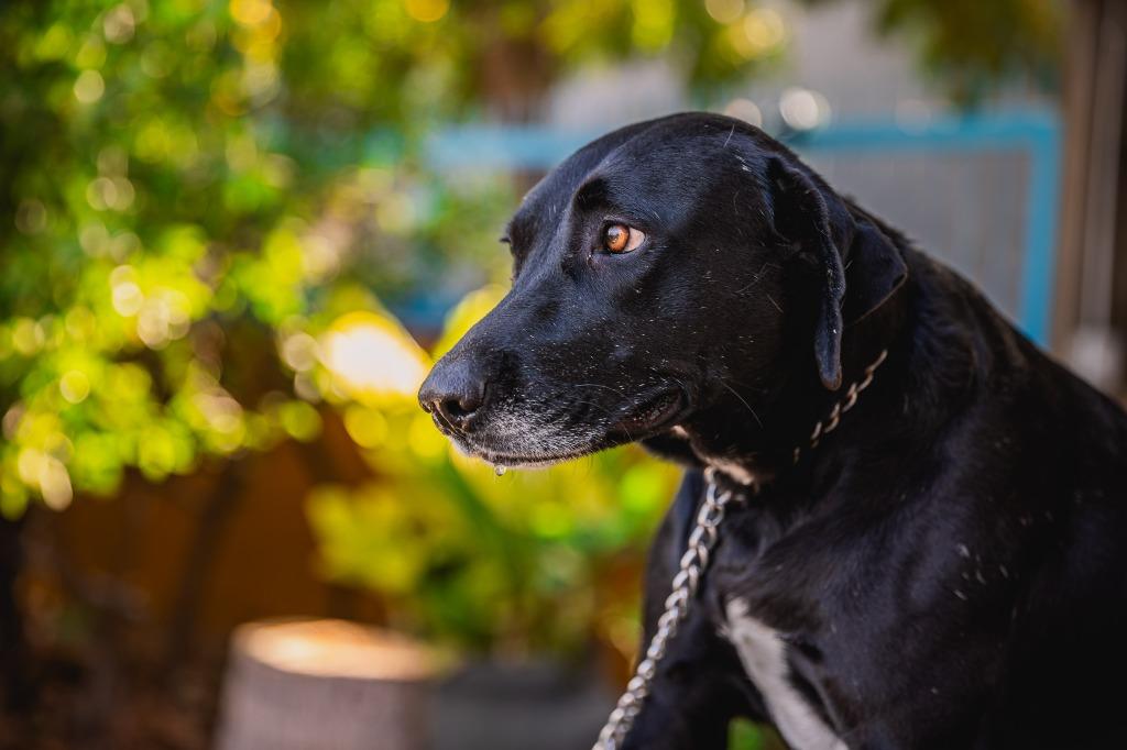 Enlarge Clover, a Adoptable mixed breed in Anacortes, WA image 5/6