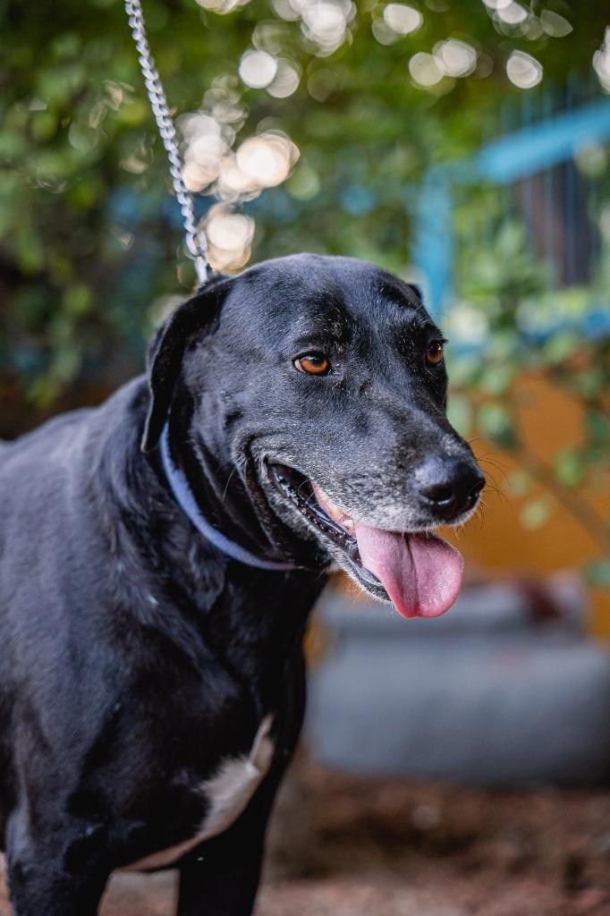 Clover, a Adoptable mixed breed in Anacortes, WA image 2/6