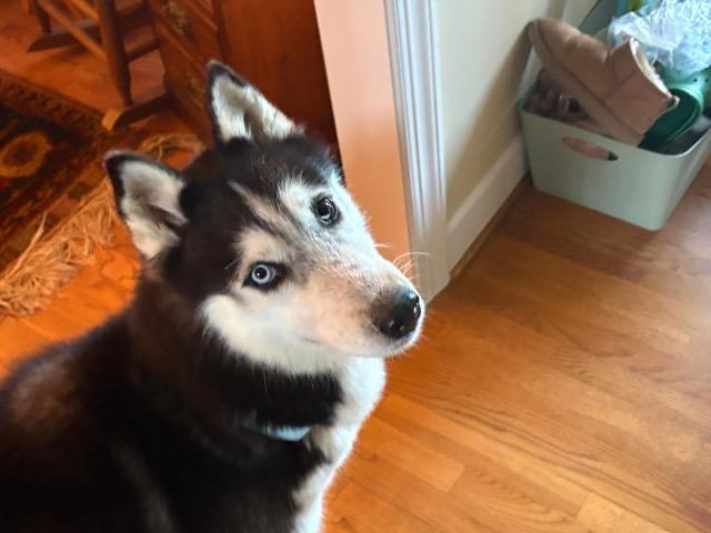 Enlarge Milo, a ADOPTABLE Siberian Husky in Manhasset, NY image 5/5