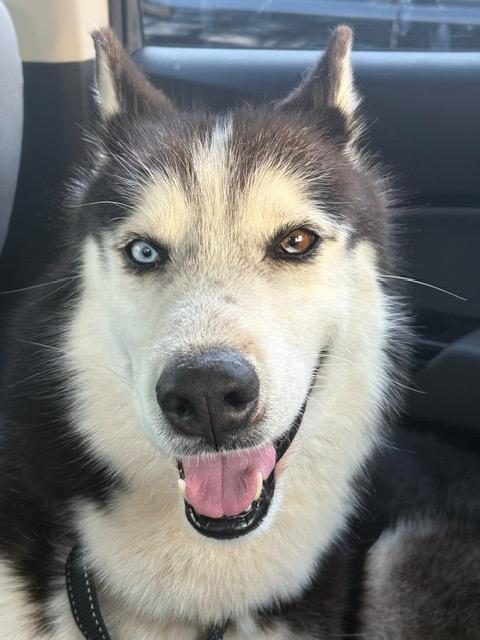 Enlarge Milo, a ADOPTABLE Siberian Husky in Manhasset, NY image 2/5