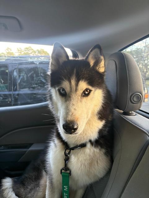 Enlarge Milo, a ADOPTABLE Siberian Husky in Manhasset, NY image 4/5