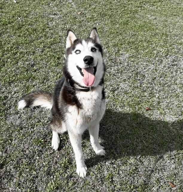 Enlarge Milo, a ADOPTABLE Siberian Husky in Manhasset, NY image 1/5