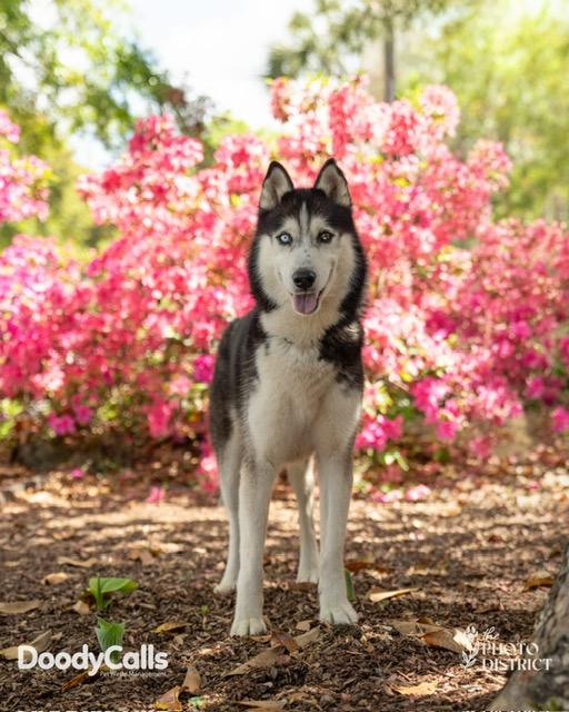 Milo, ADOPTABLE, Young Male Siberian Husky.