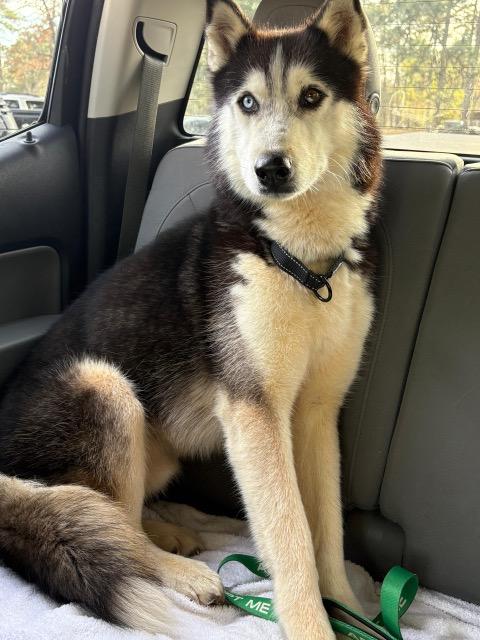 Enlarge Milo, a ADOPTABLE Siberian Husky in Manhasset, NY image 3/5
