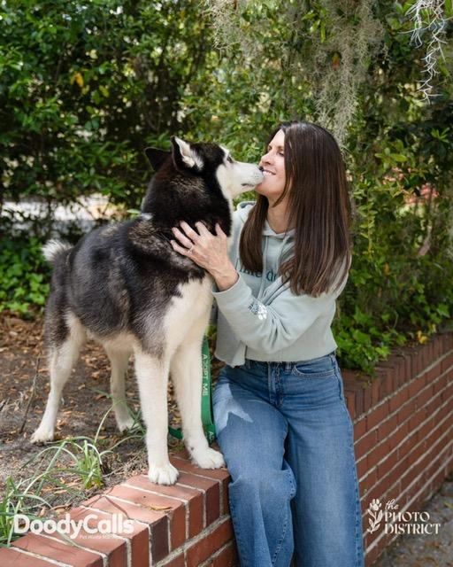 Enlarge Milo, a ADOPTABLE Siberian Husky in Manhasset, NY image 3/6